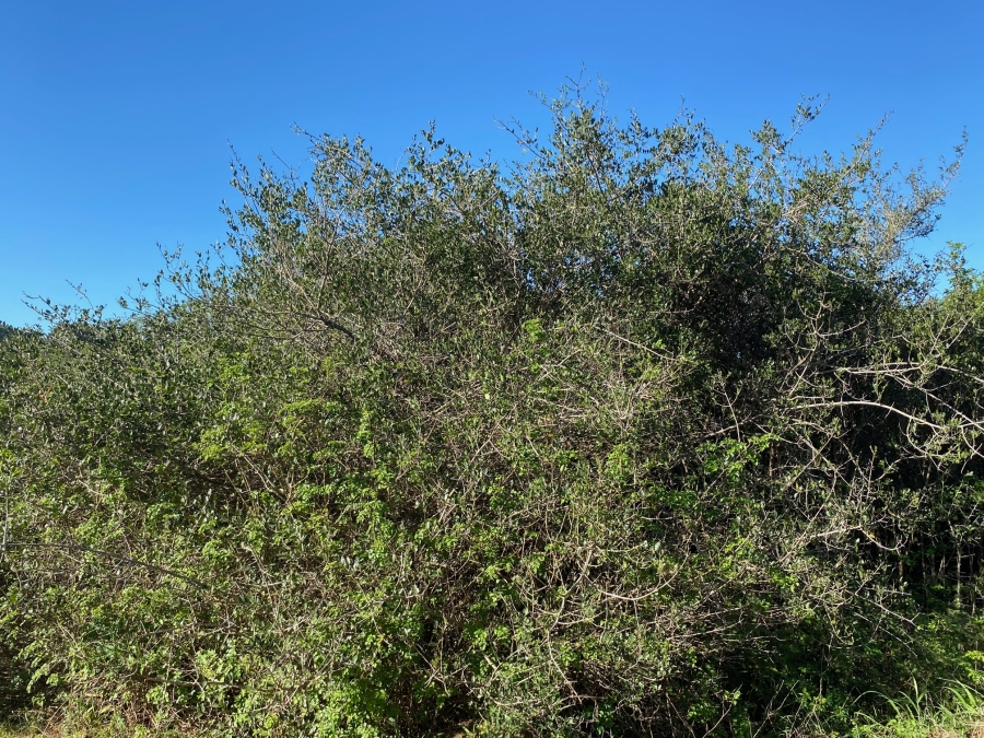 0 Bedroom Property for Sale in Bathurst Eastern Cape